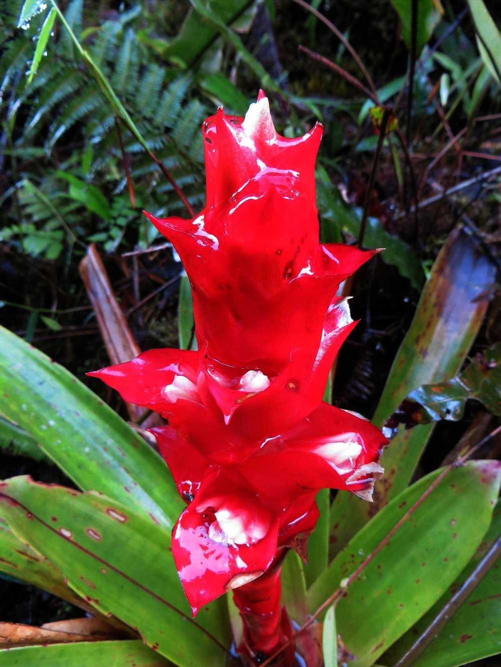 A bromeliad in the cloudforest