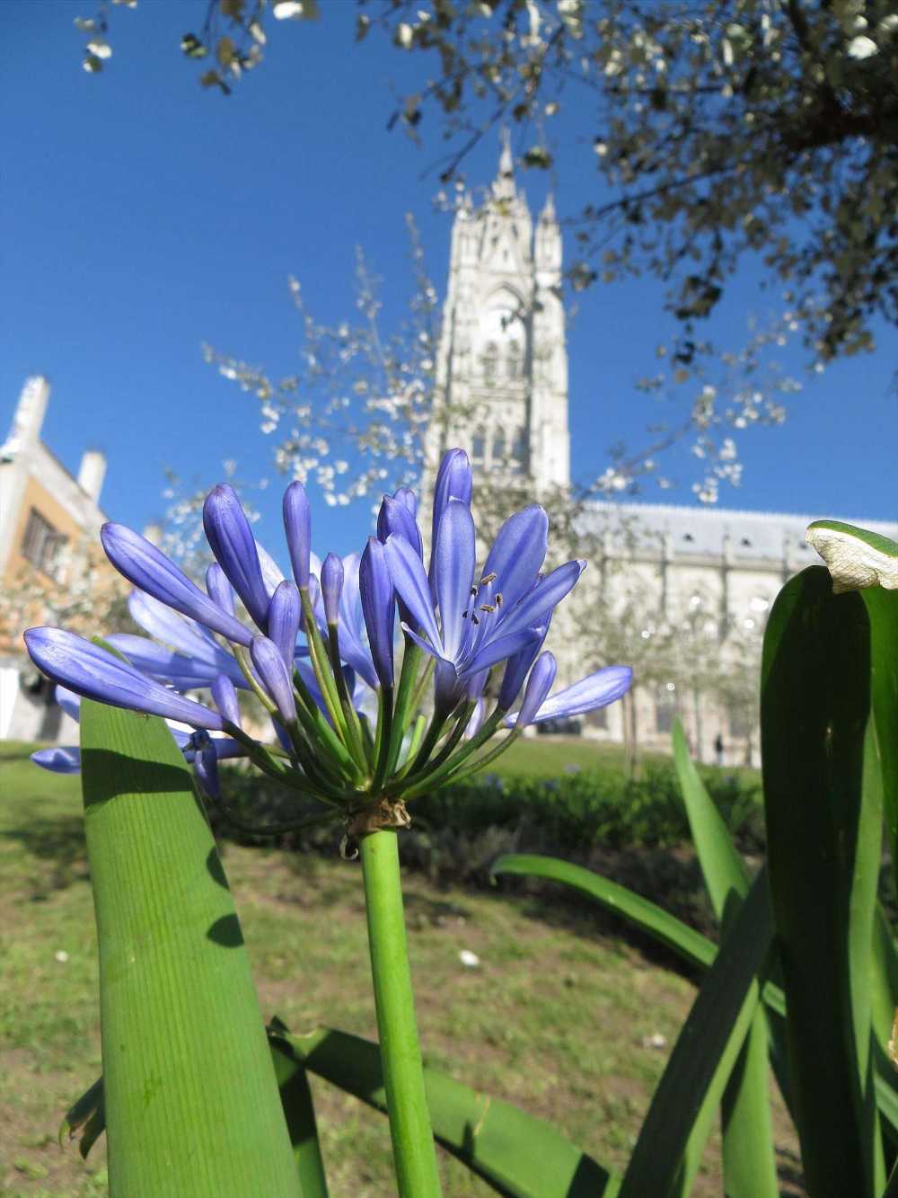 Lilies of the Nile, common in Quito parks. Basilica del Voto in the background