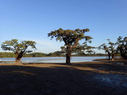 WHAT's THE CLIMATE IN THE AMAZON RAINFOREST: During the dry season at Cuyabeno, the Macrolobium trees may fall completely dry.