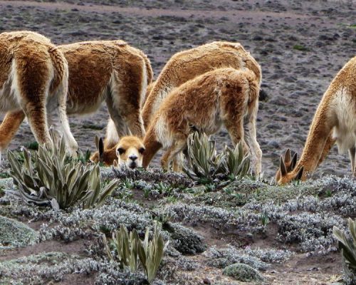 vicuna-chimborazo